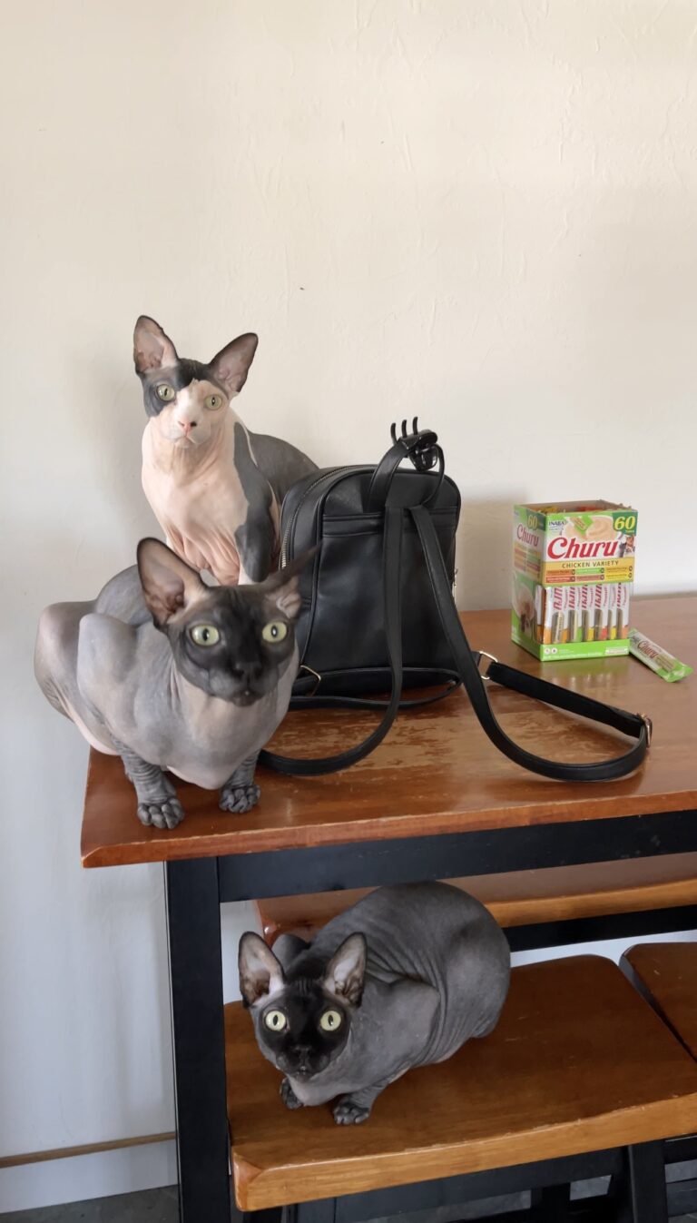 Sphynx cats