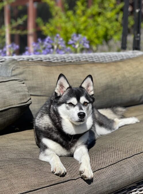 Alaskan klee kai